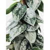 Scindapsus Pictus Silver Ann piramida